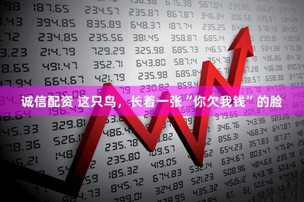 诚信配资 这只鸟，长着一张“你欠我钱”的脸